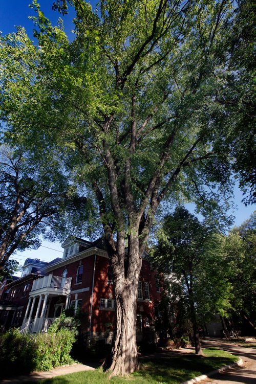 PHIL HOSSACK / WINNIPEG FREE PRESS - for 49.8 Cities Best Elm apparently on Palmerston at Wolseley. - June 10, 2019.