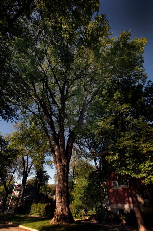 PHIL HOSSACK / WINNIPEG FREE PRESS - for 49.8 Cities Best Elm apparently on Palmerston at Wolseley. - June 10, 2019.