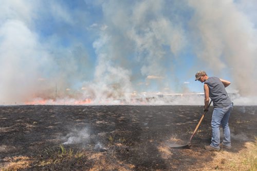 SASHA SEFTER / WINNIPEG FREE PRESS
Charlotte Crowley of Ducks Unlimited helps with the controlled burn of a field west of Kenaston Boulevard near the IKEA store and the Outlet Collection Winnipeg Mall.
190612 - Wednesday, June 12, 2019.