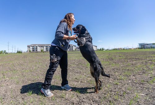 SASHA SEFTER / WINNIPEG FREE PRESS
Sonia Christ Director and Founder of Manitoba Great Pyrenees Rescue poses for a photo with Caramel a one and a half year old Rottweiler who is looking for her forever home.
190612 - Wednesday, June 12, 2019.