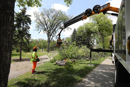 RUTH BONNEVILLE /  WINNIPEG FREE PRESS 

49.8  Dutch Elm Disease DED

City of Winnipeg arborist, Fitz Roy uses a robotic arm with a claw and saw attached to it to cut down a tree in St. John's Park Monday.  

See Jen Zoratti's  story on Winnipeg's tree population and dutch elm disease.  


June 10th, 2019
