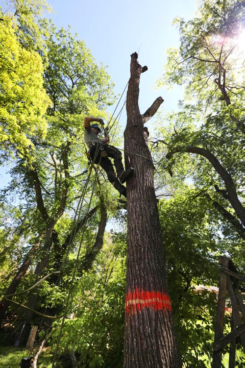 RUTH BONNEVILLE /  WINNIPEG FREE PRESS 

49.8  Dutch Elm Disease DED

City of Winnipeg arborist, Rick Vogel, climbs a large elm tree that has DED located along the Red River off Henderson Hwy and uses his chain saw to saw it down.  


See Jen Zoratti's  story on Winnipeg's tree population and dutch elm disease.  


June 12th, 2019
