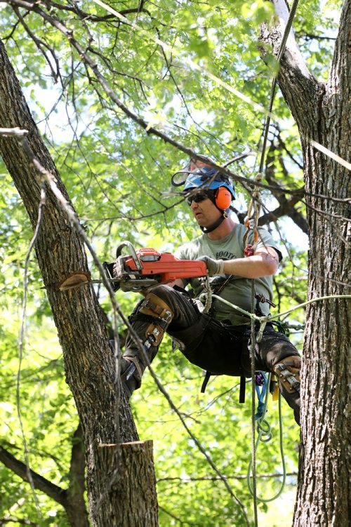 RUTH BONNEVILLE /  WINNIPEG FREE PRESS 

49.8  Dutch Elm Disease DED

City of Winnipeg arborist, Rick Vogel, climbs a large elm tree that has DED located along the Red River off Henderson Hwy and uses his chain saw to saw it down.  


See Jen Zoratti's  story on Winnipeg's tree population and dutch elm disease.  


June 12th, 2019
