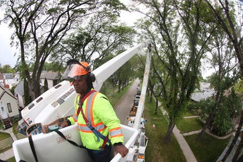 RUTH BONNEVILLE /  WINNIPEG FREE PRESS 

49.8  Dutch Elm Disease DED

City of Winnipeg arborist, Fitz Roy surveys the elm trees high above the street level from a bucket hoisted next to them on Cathedral Ave. Tuesday.

See Jen Zoratti's  story on Winnipeg's tree population and dutch elm disease.  


June 11th, 2019
