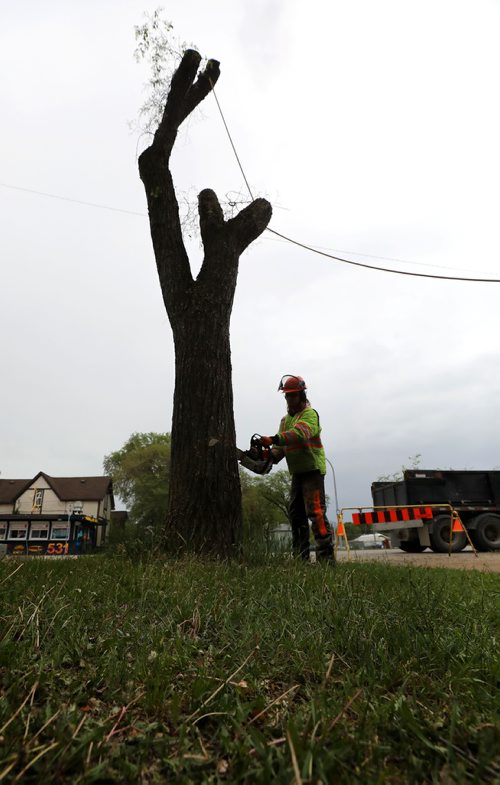RUTH BONNEVILLE /  WINNIPEG FREE PRESS 

49.8  Dutch Elm Disease DED

Aborist Raphael Grenier cuts down an elm tree after the upper limbs have been removed from a bucket hoisted above on Cathedral Ave. Tuesday.

See Jen Zoratti's  story on Winnipeg's tree population and dutch elm disease.  


June 11th, 2019
