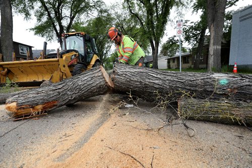 RUTH BONNEVILLE /  WINNIPEG FREE PRESS 

49.8  Dutch Elm Disease DED

Aborist Raphael Grenier cuts down an elm tree after the upper limbs have been removed from a bucket hoisted above on Cathedral Ave. Tuesday.

See Jen Zoratti's  story on Winnipeg's tree population and dutch elm disease.  


June 11th, 2019
