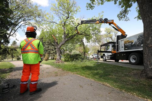 RUTH BONNEVILLE /  WINNIPEG FREE PRESS 

49.8  Dutch Elm Disease DED

City of Winnipeg arborist, Fitz Roy uses a robotic arm with a claw and saw attached to it to cut down a tree in St. John's Park Monday.  

See Jen Zoratti's  story on Winnipeg's tree population and dutch elm disease.  


June 10th, 2019
