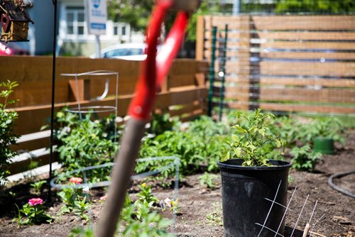 MIKAELA MACKENZIE / WINNIPEG FREE PRESS
The garden at the Old Grace Housing Co-operative in Wolseley in Winnipeg on Friday, June 14, 2019. For Solomon Israel story.
Winnipeg Free Press 2019.