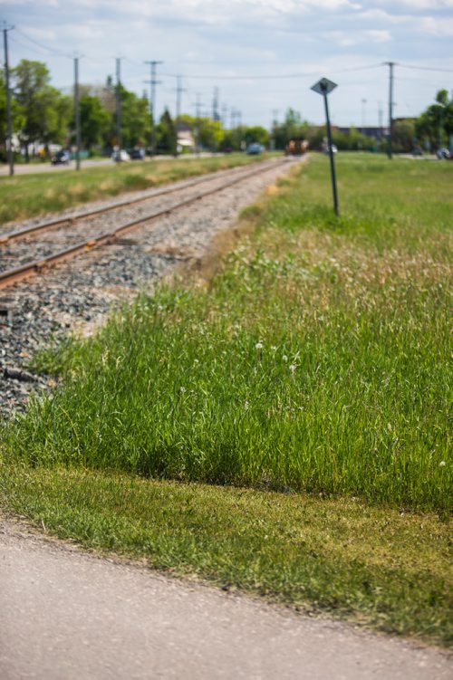 MIKAELA MACKENZIE / WINNIPEG FREE PRESS
The dividing line between city-owned and rail-owned grass at Railway and Burrows in Winnipeg on Friday, June 14, 2019. For Ryan Thorpe story.
Winnipeg Free Press 2019.