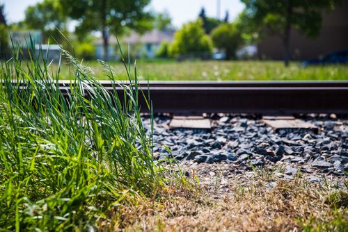 MIKAELA MACKENZIE / WINNIPEG FREE PRESS
The dividing line between city-owned and rail-owned grass at Railway and Burrows in Winnipeg on Friday, June 14, 2019. For Ryan Thorpe story.
Winnipeg Free Press 2019.