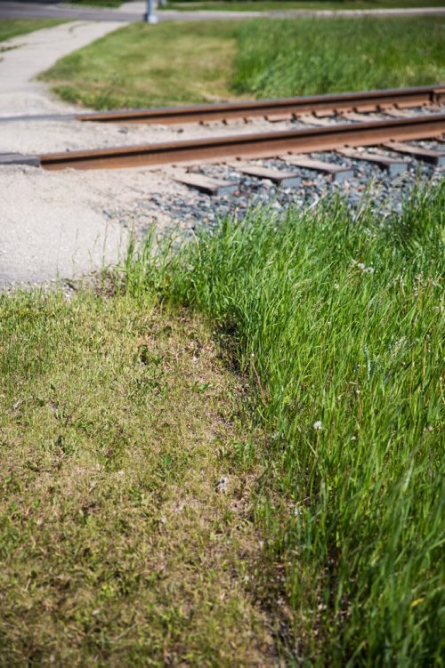 MIKAELA MACKENZIE / WINNIPEG FREE PRESS
The dividing line between city-owned and rail-owned grass at Railway and Burrows in Winnipeg on Friday, June 14, 2019. For Ryan Thorpe story.
Winnipeg Free Press 2019.