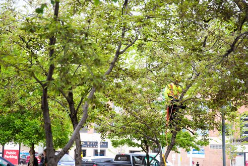 MIKAELA MACKENZIE / WINNIPEG FREE PRESS
Trees get pruned at the future patio space in front of the Burton Cummings Theatre in Winnipeg on Monday, June 17, 2019. For Kevin Rollason story.
Winnipeg Free Press 2019.