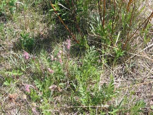 Canstar Community News June 5, 2019 - This is one of the many native plant species that is growing in the tall grass prairie habitat next to a section of the Headingley Grand Trunk Trail. (ANDREA GEARY/CANSTAR COMMUNITY NEWS)