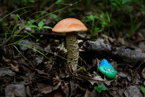 PHIL HOSSACK / WINNIPEG FREE PRESS -  A small rock treasure sits beside a mushroom.  See Dave Sanderson story? - June 18, 2019.