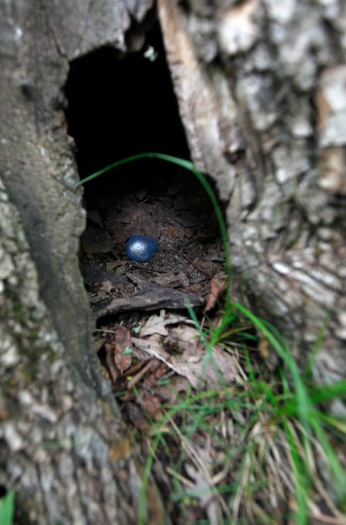 PHIL HOSSACK / WINNIPEG FREE PRESS -  A small rock treasure gleams inside a hollow trunk.  See Dave Sanderson story? - June 18, 2019.