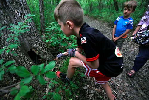 PHIL HOSSACK / WINNIPEG FREE PRESS -  Grayson Kroeker (10) probes with a stick to ensure a potential rock hideout hasn't already got a furry resident leading the way. Kroeker, her kids and Samson paint rocks to leave along Winnipeg trails.  See Dave Sanderson story? - June 18, 2019.