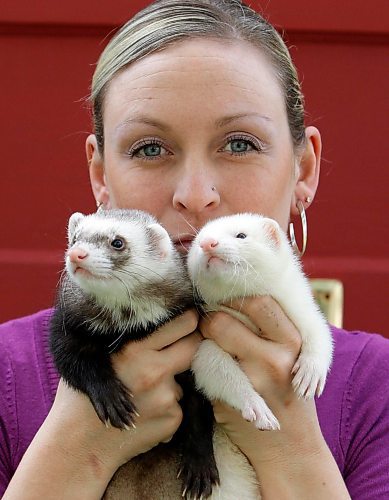 BORIS.MINKEVICH@FREEPRESS.MB.CA BORIS MINKEVICH / WINNIPEG FREE PRESS  090611 Kelly Yager runs a Ferret Rescue out of her home. She poses on her front steps with L-R Gizmo and Max.