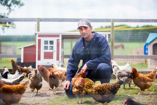 MIKAELA MACKENZIE / WINNIPEG FREE PRESS
Raelle and Karl Schoenrock, owners of Kismet Creek Farm, by their quarantined chicken coop near Steinbach, Manitoba on Monday, June 24, 2019. Their rescue chickens have been infected with ILT (a highly contagious chicken virus) but they've been approved for a long-term quarantine so they don't have to kill them off. For Tessa Vanderhart story.
Winnipeg Free Press 2019.