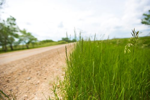 MIKAELA MACKENZIE / WINNIPEG FREE PRESS
Ste. Anne's Road near PR 206 near Landmark, Manitoba on Monday, June 24, 2019. The abducted 16-year-old girl liked to walk her family's dog here. For Tessa Vanderhart story.
Winnipeg Free Press 2019.