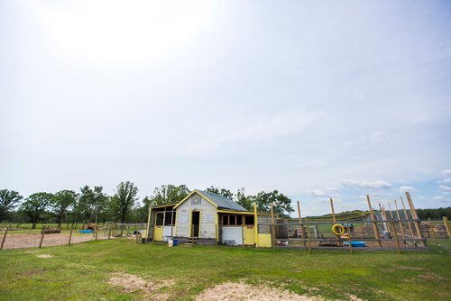 MIKAELA MACKENZIE / WINNIPEG FREE PRESS
The quarantined chicken coop at Kismet Creek Farm near Steinbach, Manitoba on Monday, June 24, 2019. Their rescue chickens have been infected with ILT (a highly contagious chicken virus) but they've been approved for a long-term quarantine so they don't have to kill them off. For Tessa Vanderhart story.
Winnipeg Free Press 2019.