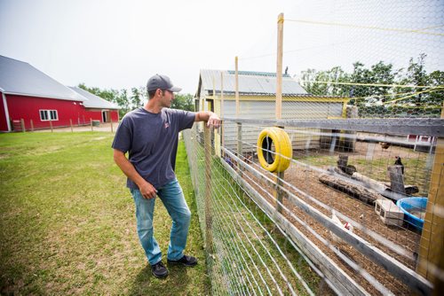 MIKAELA MACKENZIE / WINNIPEG FREE PRESS
Karl Schoenrock, co-owner of Kismet Creek Farm, by his quarantined chicken coop near Steinbach, Manitoba on Monday, June 24, 2019. Their rescue chickens have been infected with ILT (a highly contagious chicken virus) but they've been approved for a long-term quarantine so they don't have to kill them off. For Tessa Vanderhart story.
Winnipeg Free Press 2019.
