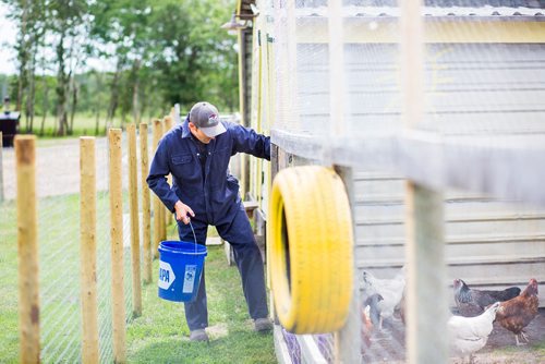 MIKAELA MACKENZIE / WINNIPEG FREE PRESS
Karl Schoenrock, co-owner of Kismet Creek Farm, brings water into his quarantined chicken coop near Steinbach, Manitoba on Monday, June 24, 2019. Their rescue chickens have been infected with ILT (a highly contagious chicken virus) but they've been approved for a long-term quarantine so they don't have to kill them off. For Tessa Vanderhart story.
Winnipeg Free Press 2019.