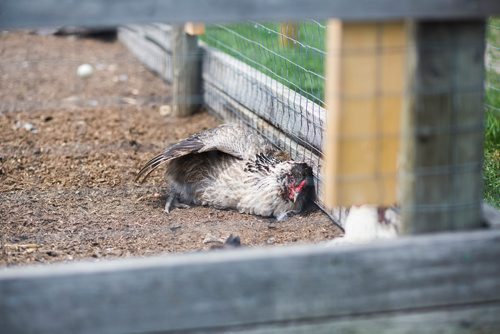 MIKAELA MACKENZIE / WINNIPEG FREE PRESS
A chicken sunbathes in the quarantined chicken coop at Kismet Creek Farm near Steinbach, Manitoba on Monday, June 24, 2019. Their rescue chickens have been infected with ILT (a highly contagious chicken virus) but they've been approved for a long-term quarantine so they don't have to kill them off. For Tessa Vanderhart story.
Winnipeg Free Press 2019.