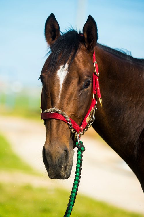 MIKAELA MACKENZIE / WINNIPEG FREE PRESS
Filly Hidden Grace at the Assiniboia Downs in Winnipeg on Thursday, July 11, 2019. For George Williams story.
Winnipeg Free Press 2019.