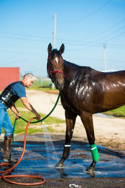 MIKAELA MACKENZIE / WINNIPEG FREE PRESS
Trainer Mike Nault gives filly Hidden Grace a bath at the Assiniboia Downs in Winnipeg on Thursday, July 11, 2019. For George Williams story.
Winnipeg Free Press 2019.