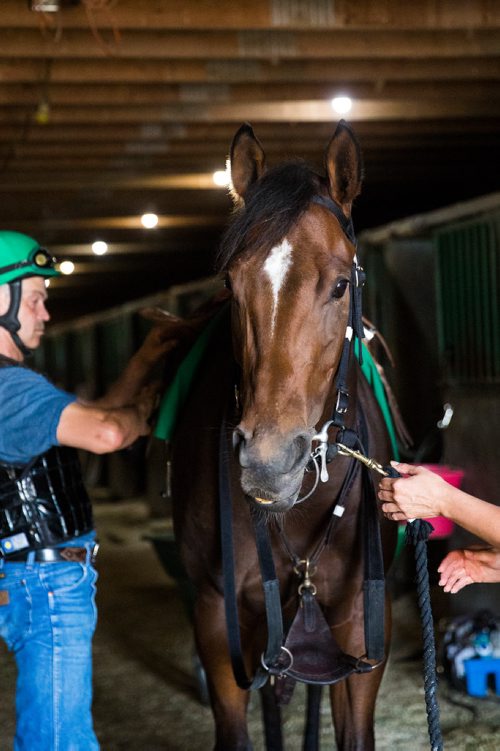 MIKAELA MACKENZIE / WINNIPEG FREE PRESS
Trainer Mike Nault (left) and groomer Laura Garrett with filly Hidden Grace at the Assiniboia Downs in Winnipeg on Thursday, July 11, 2019. For George Williams story.
Winnipeg Free Press 2019.
