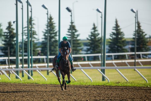 MIKAELA MACKENZIE / WINNIPEG FREE PRESS
Trainer Mike Nault exercises filly Hidden Grace at the Assiniboia Downs in Winnipeg on Thursday, July 11, 2019. For George Williams story.
Winnipeg Free Press 2019.