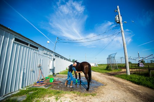 MIKAELA MACKENZIE / WINNIPEG FREE PRESS
Trainer Mike Nault gives filly Hidden Grace a bath at the Assiniboia Downs in Winnipeg on Thursday, July 11, 2019. For George Williams story.
Winnipeg Free Press 2019.