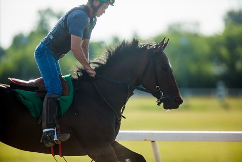 MIKAELA MACKENZIE / WINNIPEG FREE PRESS
Trainer Mike Nault exercises filly Hidden Grace at the Assiniboia Downs in Winnipeg on Thursday, July 11, 2019. For George Williams story.
Winnipeg Free Press 2019.