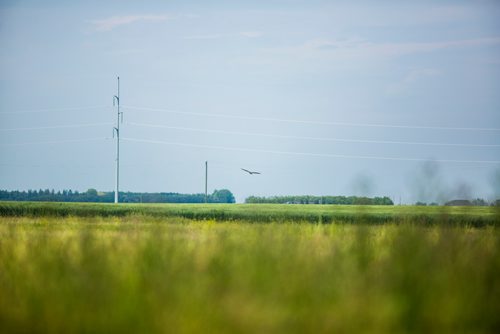 MIKAELA MACKENZIE / WINNIPEG FREE PRESS
The Wildlife Haven Rehabilitation Centre releases a juvenile bald eagle back to nature at D'Auteuil Park in Ile-des-Chenes on Thursday, July 11, 2019. For Nick story.
Winnipeg Free Press 2019.