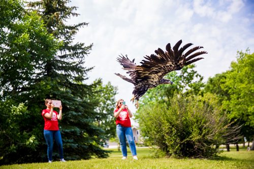 MIKAELA MACKENZIE / WINNIPEG FREE PRESS
The Wildlife Haven Rehabilitation Centre releases a juvenile bald eagle back to nature at D'Auteuil Park in Ile-des-Chenes on Thursday, July 11, 2019. For Nick story.
Winnipeg Free Press 2019.