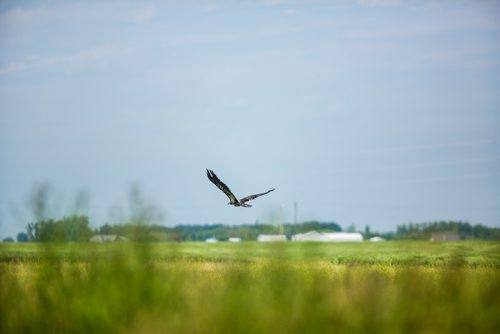 MIKAELA MACKENZIE / WINNIPEG FREE PRESS
The Wildlife Haven Rehabilitation Centre releases a juvenile bald eagle back to nature at D'Auteuil Park in Ile-des-Chenes on Thursday, July 11, 2019. For Nick story.
Winnipeg Free Press 2019.