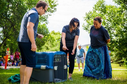 MIKAELA MACKENZIE / WINNIPEG FREE PRESS
Zoe Nakata, executive director of the Wildlife Haven Rehabilitation Centre, shows mayor Chris Ewen (left) and special guest Rayne DeLaRonde how to open the crate before releasing a juvenile bald eagle back to nature at D'Auteuil Park in Ile-des-Chenes on Thursday, July 11, 2019. For Nick story.
Winnipeg Free Press 2019.