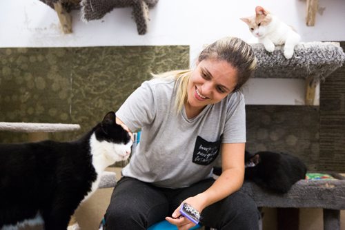 MIKAELA MACKENZIE / WINNIPEG FREE PRESS
Janaina Engelberg, who has been volunteering for about a month, brushes and pets cats at Craig Street Cats in Winnipeg on Friday, July 12, 2019. For Jen Zoratti story.
Winnipeg Free Press 2019.
