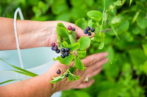 MIKAELA MACKENZIE / WINNIPEG FREE PRESS
Donna Chapko picks wild Saskatoon berries for pies near St. Anne on Monday, July 15, 2019. Standup.
Winnipeg Free Press 2019.