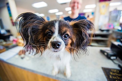 MIKAELA MACKENZIE / WINNIPEG FREE PRESS
Vinny at the pet-friendly Jacobs Trading store in Winnipeg on Tuesday, July 23, 2019. For Tessa Vanderhart story.
Winnipeg Free Press 2019.