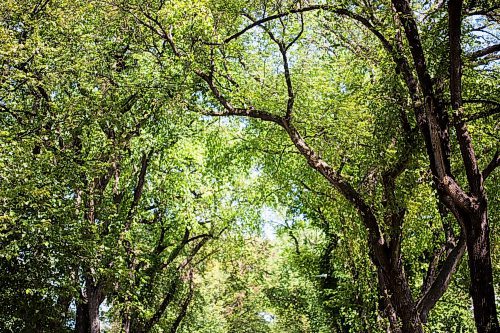 MIKAELA MACKENZIE / WINNIPEG FREE PRESS
The elm canopy where aphids drip honeydew on Morley Avenue in Winnipeg on Thursday, July 25, 2019. For Tessa Vanderhart story.
Winnipeg Free Press 2019.