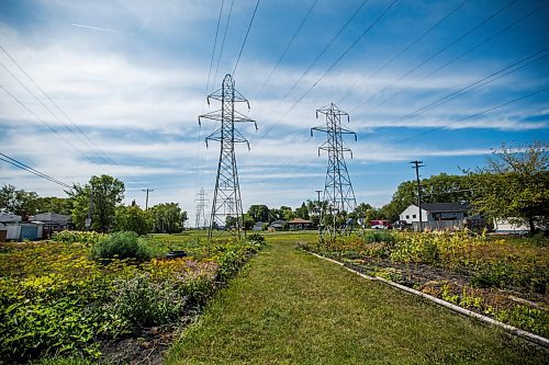 MIKAELA MACKENZIE / WINNIPEG FREE PRESS
Gardens under the hydro lines by Burrows Avenue, which have been the target of produce thieves, in Winnipeg on Friday, Aug. 23, 2019. For Nicholas Frew story.
Winnipeg Free Press 2019.