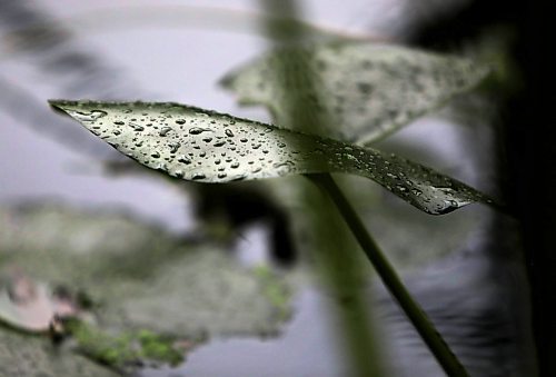 RUTH BONNEVILLE  /  WINNIPEG FREE 


Standup photo - Rain drops

Drops of rain collect on lily pads and create ripples in the pond at the Leo Mol Sculpture Garden Thursday.

Standup 

Sept 12, 2019 

