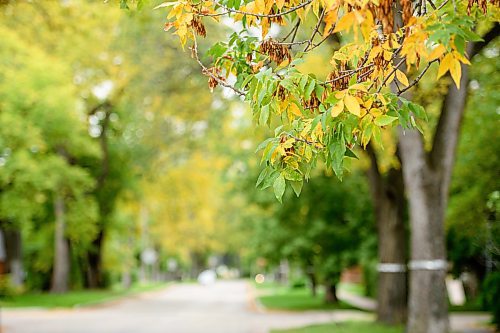 Mike Sudoma / Winnipeg Free Press

Mayor Brian Bowman is proposing a new initiative to plant a million trees in the next 20 years to better the environment and raising property values in Winnipeg

September 18, 2019