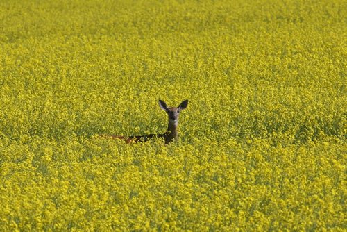 Brandon Sun 20072009 A white-tailed deer is surrounded by a sea of yellow while grazing in a field of canola north of Brandon on Monday morning. (Tim Smith/Brandon Sun)