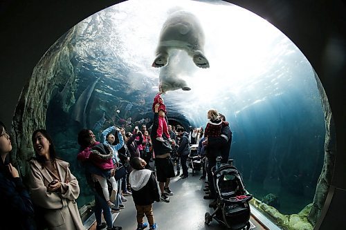 JOHN WOODS / WINNIPEG FREE PRESS
Joseph Moussseau lifts his niece Harlee to touch polar bears at Assiniboine Park in Winnipeg Sunday, October 20, 2019. 

Reporter: Standup