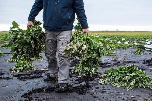 MIKAELA MACKENZIE / WINNIPEG FREE PRESS

Sugar beet farmer Jay Gudajtes pulls some beets out of his flooded fields for testing near Drayton, North Dakota, on Thursday, Oct. 24, 2019. Unless the water significantly recedes soon, it's far too wet and muddy to harvest. For Ben Waldman story.
Winnipeg Free Press 2019.