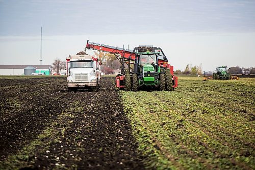 MIKAELA MACKENZIE / WINNIPEG FREE PRESS

Sugar beets are harvested in the mud near Drayton, North Dakota, on Thursday, Oct. 24, 2019. For Ben Waldman story.
Winnipeg Free Press 2019.