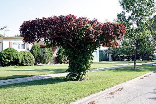 BORIS.MINKEVICH@FREEPRESS.MB.CA BORIS MINKEVICH / WINNIPEG FREE PRESS  090813 A tree that has been trimmed up on the Airlies near Jefferson.