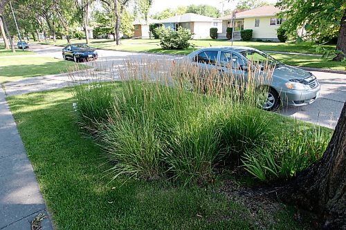BORIS.MINKEVICH@FREEPRESS.MB.CA BORIS MINKEVICH / WINNIPEG FREE PRESS  090813 Karl Forester feather reed grass in front of garden city home.